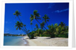 Palm Trees Growing at Beach by Anonymous