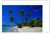Palm Trees Growing at Beach by Anonymous