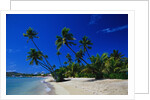 Palm Trees Growing at Beach by Anonymous