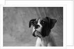 Face of American Bulldog by Anonymous