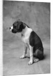 Boxer Puppy by Anonymous