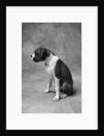 Boxer Puppy by Anonymous