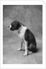 Boxer Puppy by Anonymous