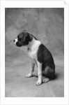 Boxer Puppy by Anonymous