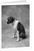 Boxer Puppy by Anonymous