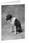 Boxer Puppy by Anonymous