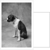 Boxer Puppy by Anonymous