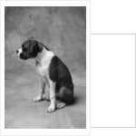 Boxer Puppy by Anonymous