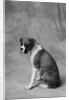 Dog Looking to Side by Anonymous