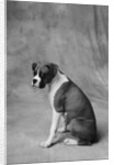 Dog Looking to Side by Anonymous