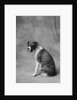 Dog Looking to Side by Anonymous
