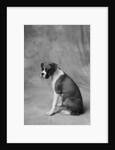 Dog Looking to Side by Anonymous