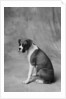 Dog Looking to Side by Anonymous