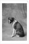 Dog Looking to Side by Anonymous