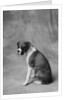 Dog Looking to Side by Anonymous