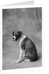 Dog Looking to Side by Anonymous