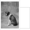 Dog Looking to Side by Anonymous