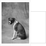 Dog Looking to Side by Anonymous