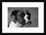 Boxer Puppy by Anonymous