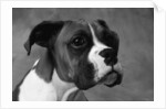 Boxer Puppy by Anonymous