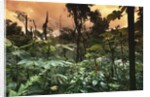 El Yunque Rainforest by Anonymous