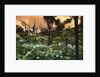 El Yunque Rainforest by Anonymous