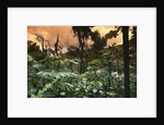 El Yunque Rainforest by Anonymous