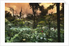 El Yunque Rainforest by Anonymous