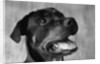 Dog Looking up by Anonymous