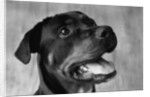 Dog Looking up by Anonymous