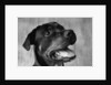 Dog Looking up by Anonymous