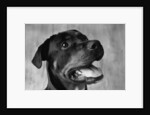 Dog Looking up by Anonymous