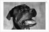 Dog Looking up by Anonymous