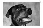 Dog Looking up by Anonymous