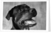 Dog Looking up by Anonymous