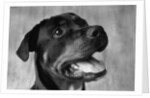 Dog Looking up by Anonymous