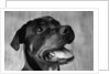 Dog Looking up by Anonymous