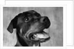 Dog Looking up by Anonymous