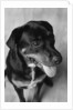 Dog Sitting by Anonymous