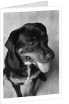 Dog Sitting by Anonymous