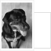 Dog Sitting by Anonymous