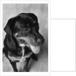 Dog Sitting by Anonymous