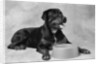 Dog Waiting at Bowl by Anonymous