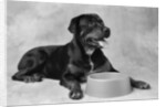 Dog Waiting at Bowl by Anonymous