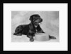 Dog Waiting at Bowl by Anonymous