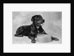 Dog Waiting at Bowl by Anonymous