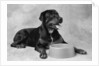 Dog Waiting at Bowl by Anonymous
