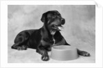 Dog Waiting at Bowl by Anonymous