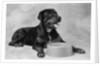 Dog Waiting at Bowl by Anonymous
