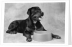 Dog Waiting at Bowl by Anonymous